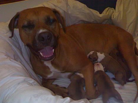 Amerikansk staffordshire terrier perle billede 5