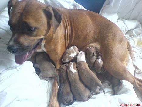 Amerikansk staffordshire terrier perle billede 6