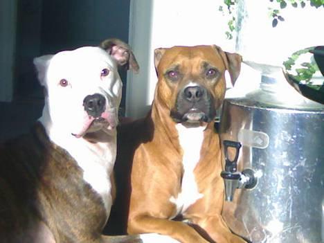 Amerikansk staffordshire terrier perle billede 7