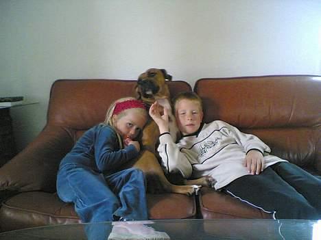 Amerikansk staffordshire terrier perle billede 8