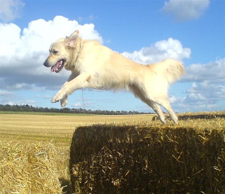 Golden retriever Rollo - Elsker at hoppe på halmballer billede 8