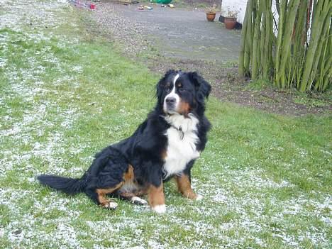Berner sennenhund lady billede 7