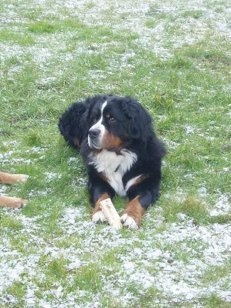 Berner sennenhund lady billede 8
