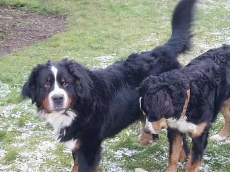 Berner sennenhund lady billede 9