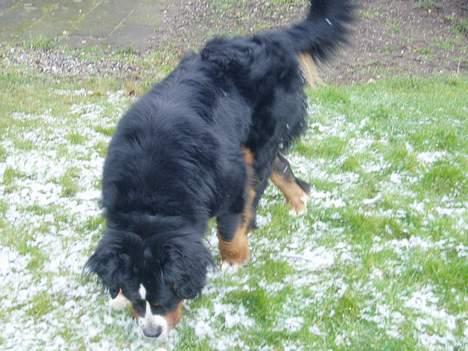 Berner sennenhund lady billede 10