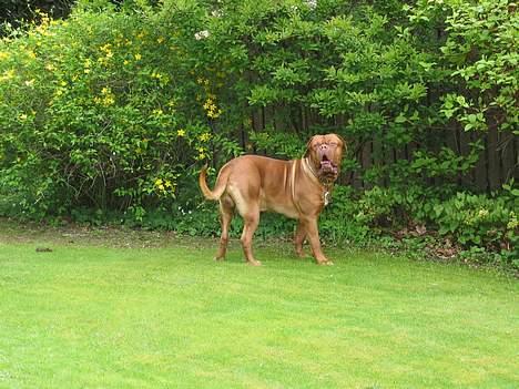 Dogue de bordeaux Frede 2001 - 2007 billede 9