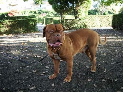 Dogue de bordeaux Frede 2001 - 2007 - Hvem sagde savl? billede 10