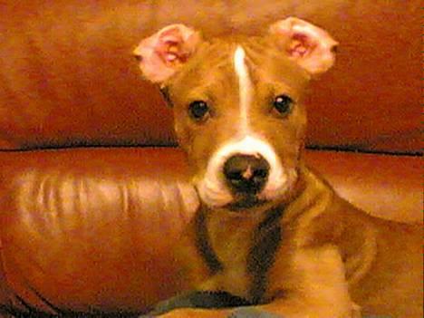 Amerikansk staffordshire terrier lego billede 1