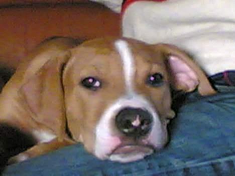 Amerikansk staffordshire terrier lego billede 3