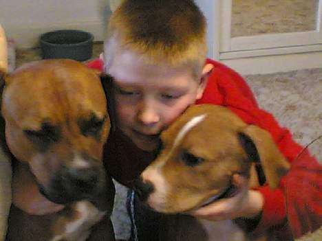 Amerikansk staffordshire terrier lego billede 4