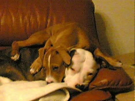 Amerikansk staffordshire terrier lego billede 5