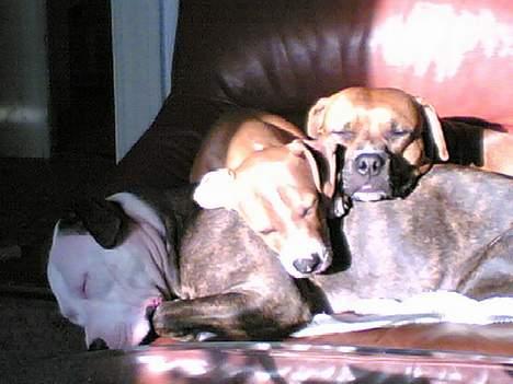 Amerikansk staffordshire terrier lego billede 6