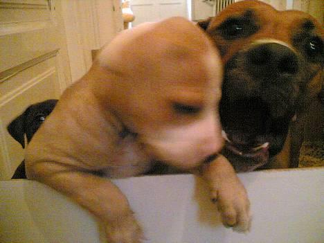 Amerikansk staffordshire terrier lego billede 7