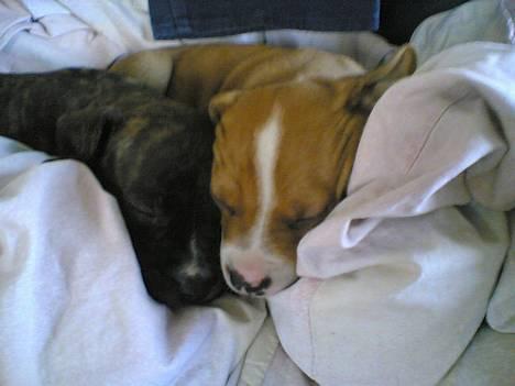 Amerikansk staffordshire terrier lego billede 8