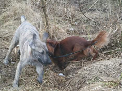 Blanding af racer Molly - her er olsen og jeg på skovtur det var skønt at kom ud og lege. billede 5