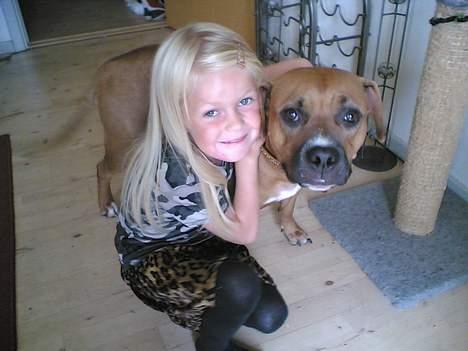 Amerikansk staffordshire terrier perle billede 9