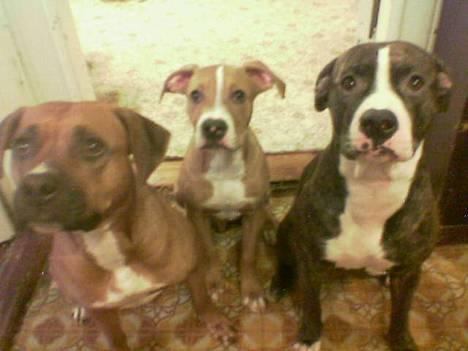 Amerikansk staffordshire terrier lego billede 2