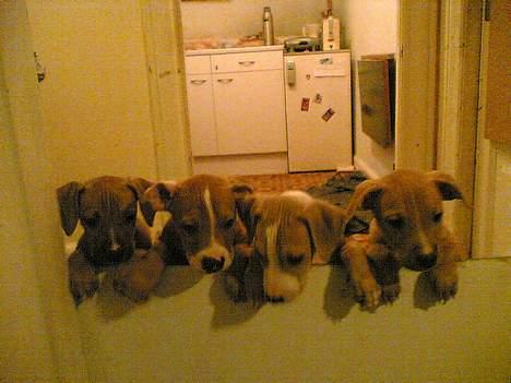 Amerikansk staffordshire terrier lego billede 9