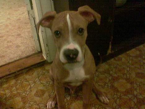 Amerikansk staffordshire terrier lego billede 10