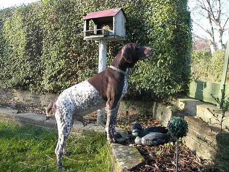 Korthåret hønsehund Jeff *død* - JA.. jeg var sgu en flot fyr.. billede 1