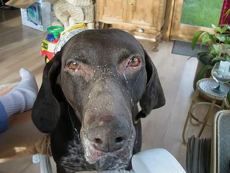 Korthåret hønsehund Jeff *død* - hvorfor kalder du når du bare skal lyse mig i hovedet med den tingest. billede 2