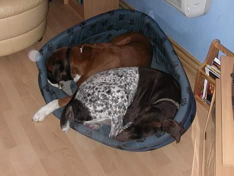 Korthåret hønsehund Jeff *død* - når jeg endelig lå stille var det helst med Viktor under varmeblæseren.. billede 3