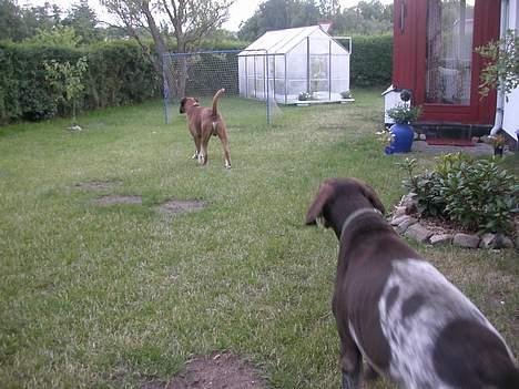 Korthåret hønsehund Jeff *død* - Nu sniger jeg mig ind, på den røde djævel, og gennem banker ham... billede 4