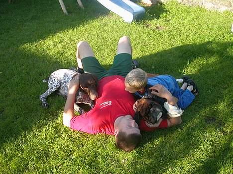 Korthåret hønsehund Jeff *død* - Det var nu osse fedt når han kom ned på "gulvet" til os så vi kunne være en rigtig flok billede 5