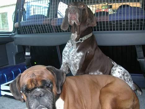 Korthåret hønsehund Jeff *død* - Køreture... bare lykken. billede 6