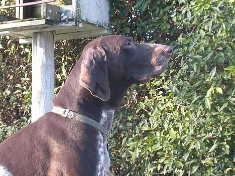 Korthåret hønsehund Jeff *død* - et profil billede, til albumet... ikke at jeg lavede mange forbrydelser, men lidt blev det til... billede 7