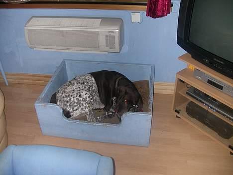 Korthåret hønsehund Jeff *død* - Det sidste billede af ham... det var lidt hårdt at tage. billede 10