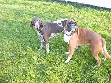 Korthåret hønsehund Jeff *død* billede 8