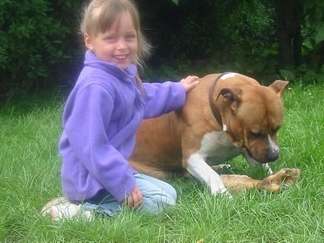 Amerikansk staffordshire terrier Rex 1999 - 2013 rip. - Sahra, Rex og et godt kødben billede 2