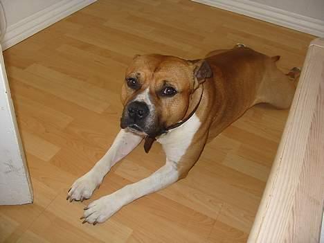 Amerikansk staffordshire terrier Rex 1999 - 2013 rip. - Slapper på kontoret billede 4