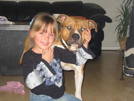 Amerikansk staffordshire terrier Rex 1999 - 2013 rip. - Ingen tvivl (Rex er Sahra's øjesten) billede 5