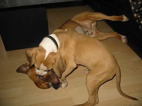 Amerikansk staffordshire terrier Rex 1999 - 2013 rip. - Chilli får lov til at spille farlig billede 6