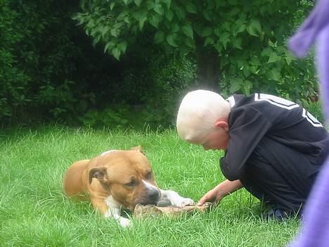 Amerikansk staffordshire terrier Rex 1999 - 2013 rip. - Rex & Daniel i haven billede 7