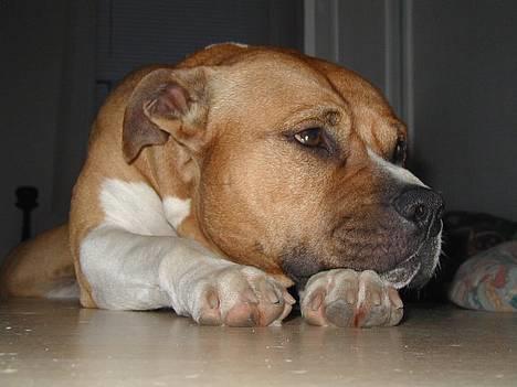 Amerikansk staffordshire terrier Rex 1999 - 2013 rip. - Rex tager lige en slapper billede 9