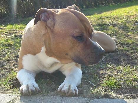 Amerikansk staffordshire terrier Rex 1999 - 2013 rip. - Rex billede 10