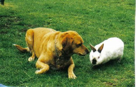 Labrador retriever Santo - Santo hygger sig med min kanin. billede 1