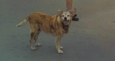 Labrador retriever Santo - Det er bare dejligt at blive blæst igennem her på stranden billede 2