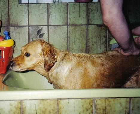 Labrador retriever Santo billede 3