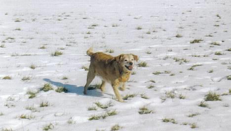 Labrador retriever Santo - Santo i sneen i Vinter billede 4