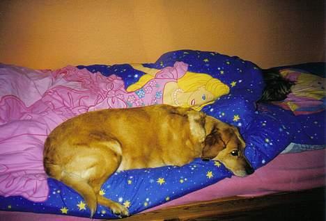 Labrador retriever Santo - Santo sover i sengen ved min søster billede 5