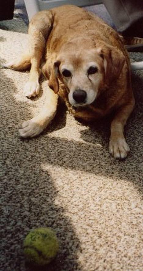 Labrador retriever Santo billede 6