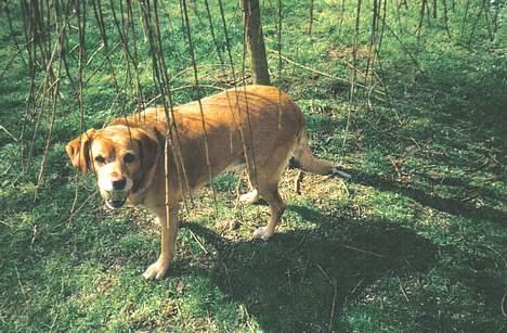 Labrador retriever Santo billede 7