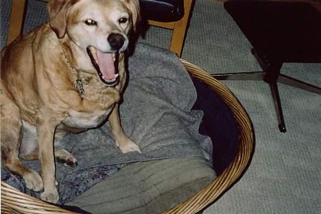 Labrador retriever Santo billede 8