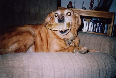 Labrador retriever Santo billede 9