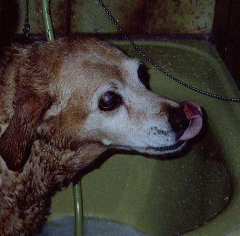 Labrador retriever Santo billede 10