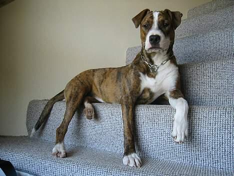 Amerikansk staffordshire terrier Nala - jeg hænger lige ud på trappen... billede 8